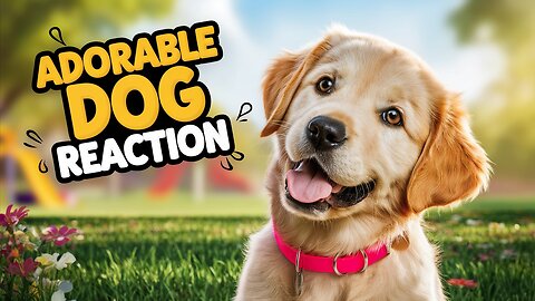 Watch My Dog's Adorable Response to Passing By 💖