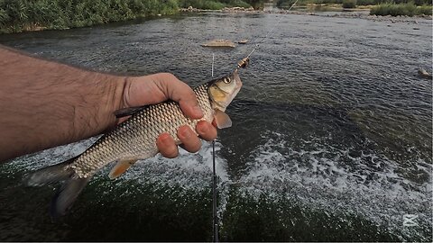 🎣 Ultra Light Chub Fishing with Shiny Spinners 🏞️