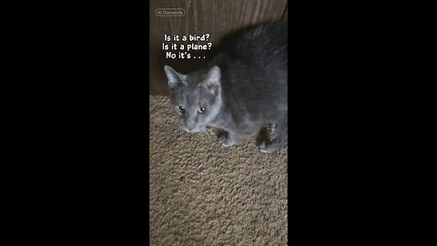 My cat as a prade float.