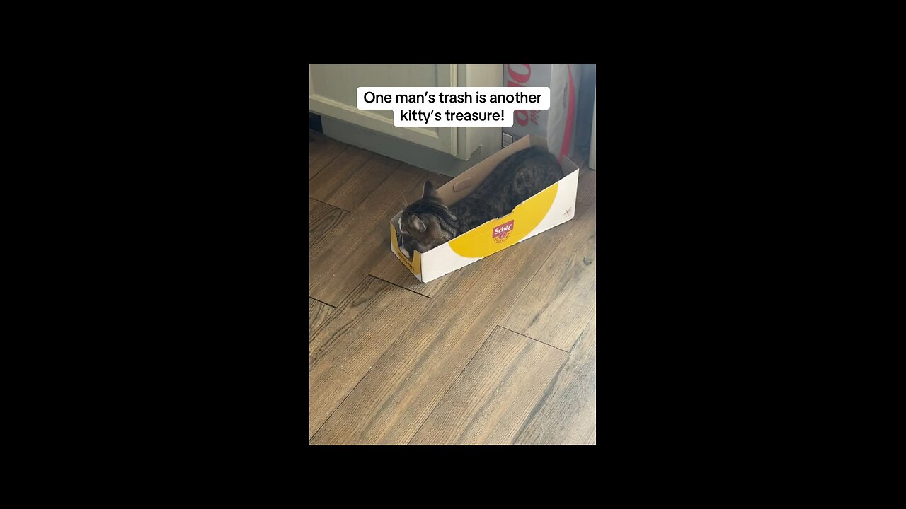Kitty fun