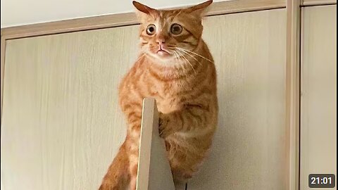 You Laugh, You Lose! 🤣 Funny Cat Videos 2025 😹