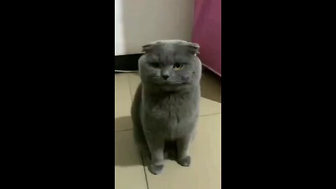 Best Funny Animal Videos 2025 🤣- Funniest Dogs And Cats Videos