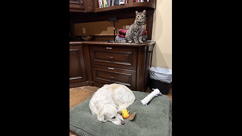 Episode 3088 - The Scott Adams School 02/05/26