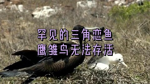 罕见的三角恋鱼鹰雏鸟无法存活
