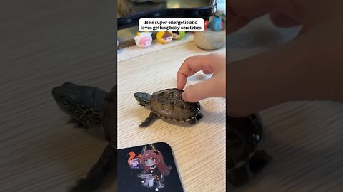 The guy saw a rock moving on the ground and it turned out to be a turtle