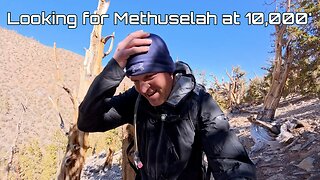 Trying to find the Oldest Living Organism on Earth