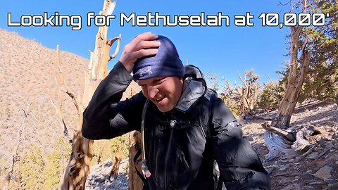 Trying to find the Oldest Living Organism on Earth