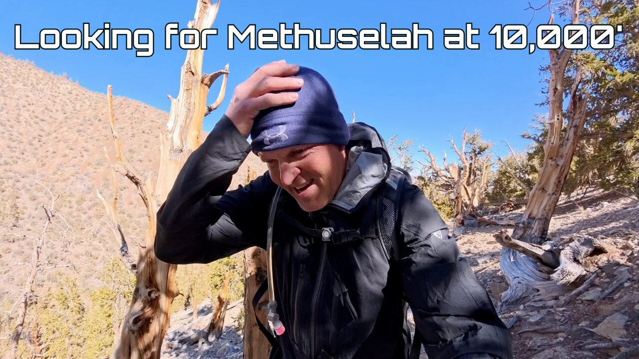 Trying to find the Oldest Living Organism on Earth