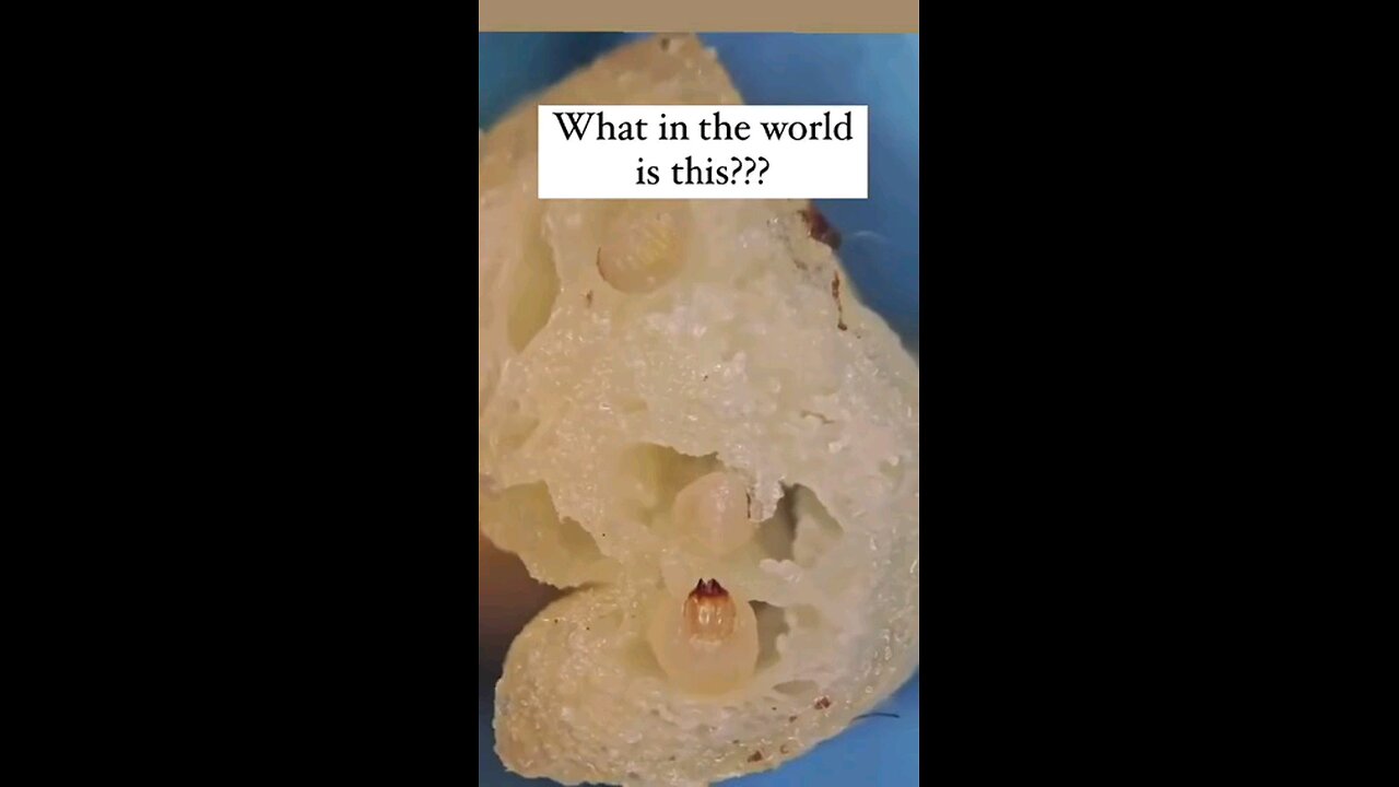 Parasites Found Present In McDonald's Fries