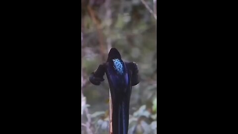 strange birds