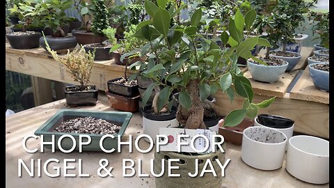 Chop Chop for Nigel & Blue Jay