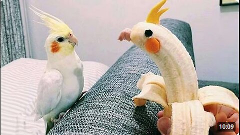 The World's Funniest Parrots That Will Have You Rolling with Laughter! 😅