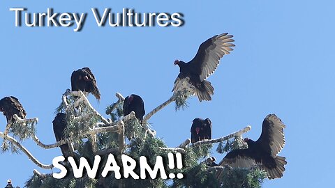 The BIRDS - Turkey Vultures Swarm Canyon Lake, CA Hitchcocki-ian