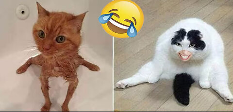 Funny animal videos 2023 - Funny cats/dogs - Funny animals