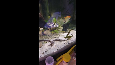 Angelfish breeding in my tank