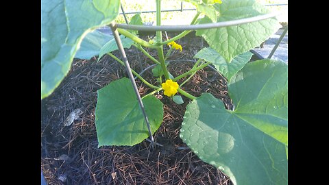 Hossinator Cucumber Plants Grow Amazingly Fast 7/28/25