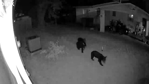 bears in the yard