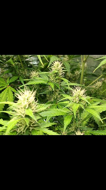 Gorilla Cookies auto week 7 day 6