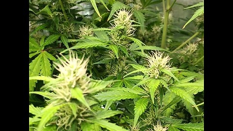 Gorilla Cookies auto week 7 day 6