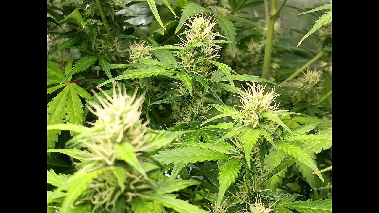 Gorilla Cookies auto week 7 day 6