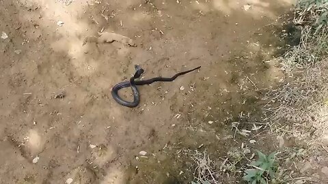 You will be astonished to see the unique fight between a snake and its enemy