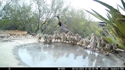 lovely drinking of birds