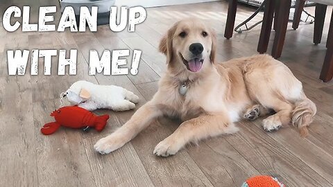 Watching My Dog Clean Up His Toys From Our Dog Camera