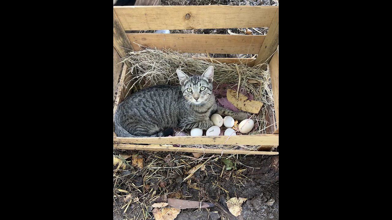 que raza de gallina es?