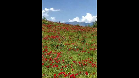 Iran, Kurdistan, Wild Poppy Field