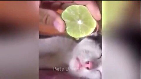 FUNNY CAT VIDEO COMPILATION 😂