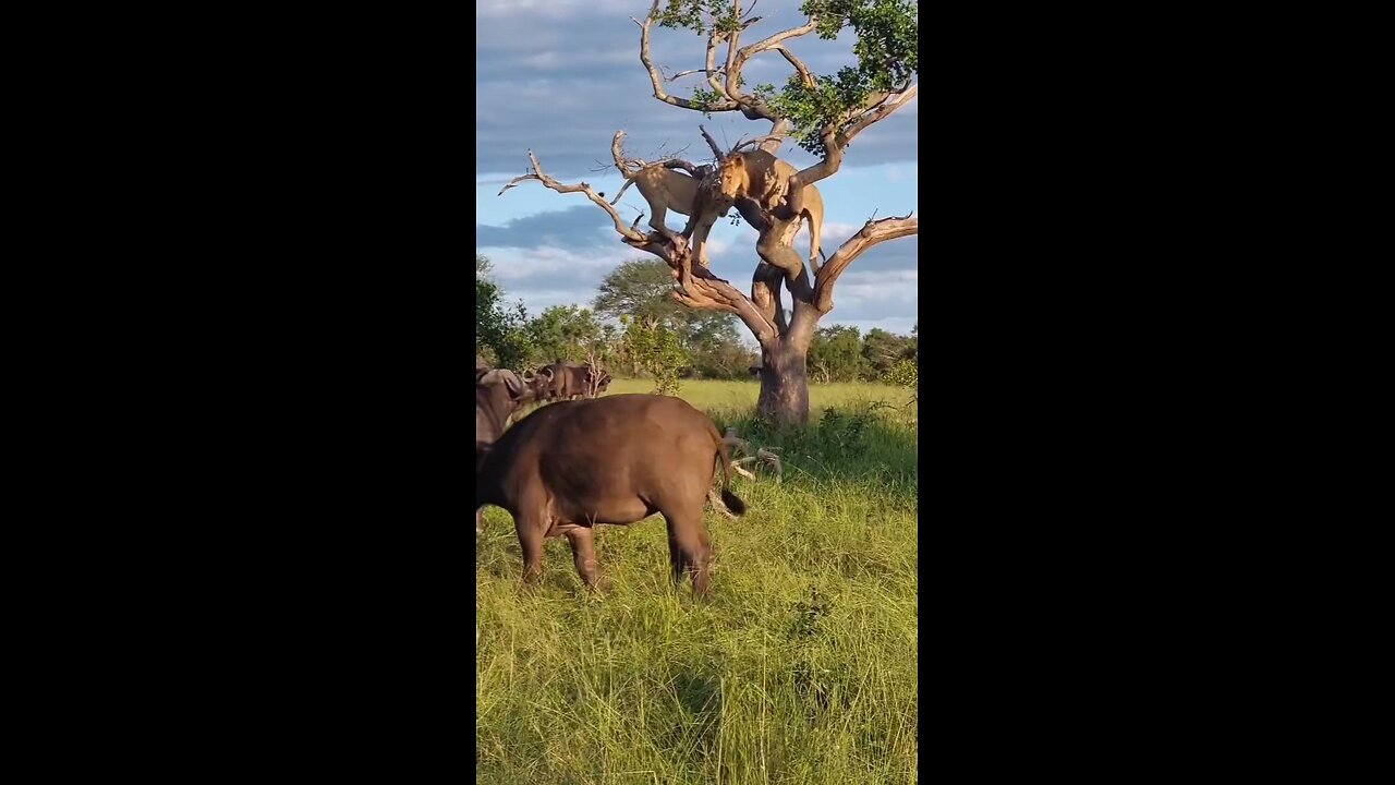 Wild Animal Fight Caught on Camera | Real Nature Action"
