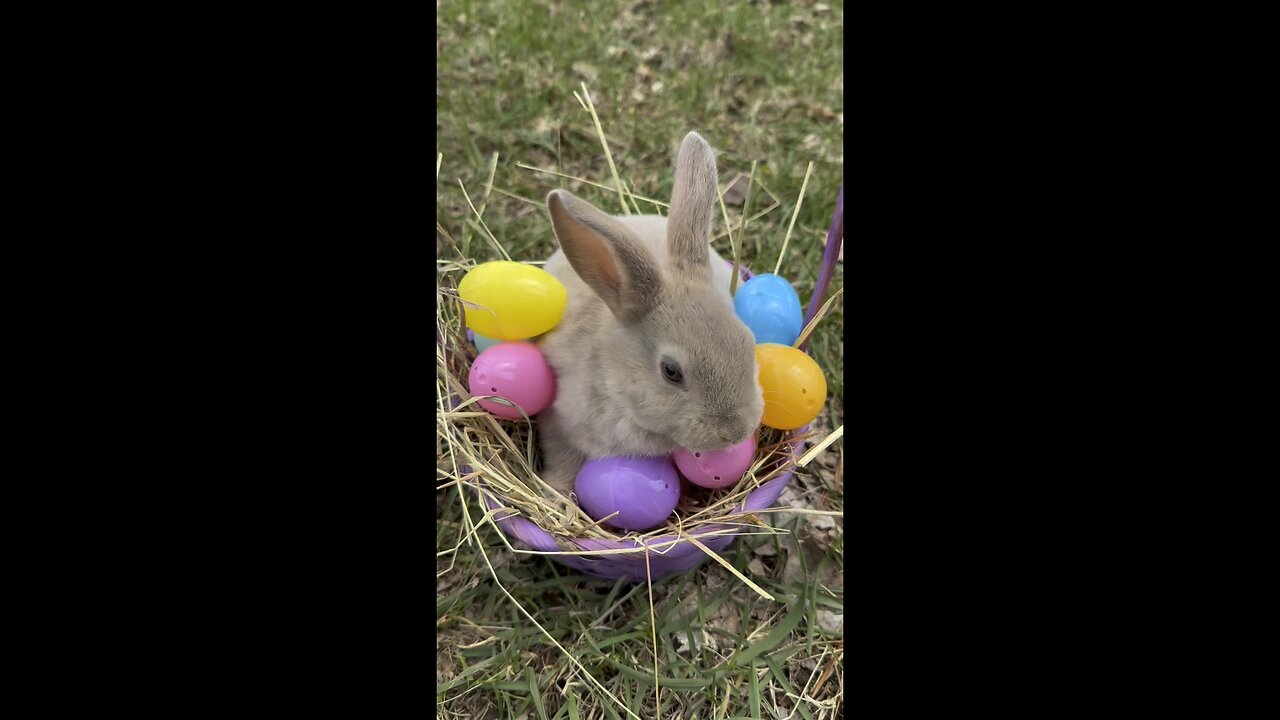 Easter Bunnies