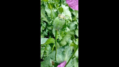 opium farm