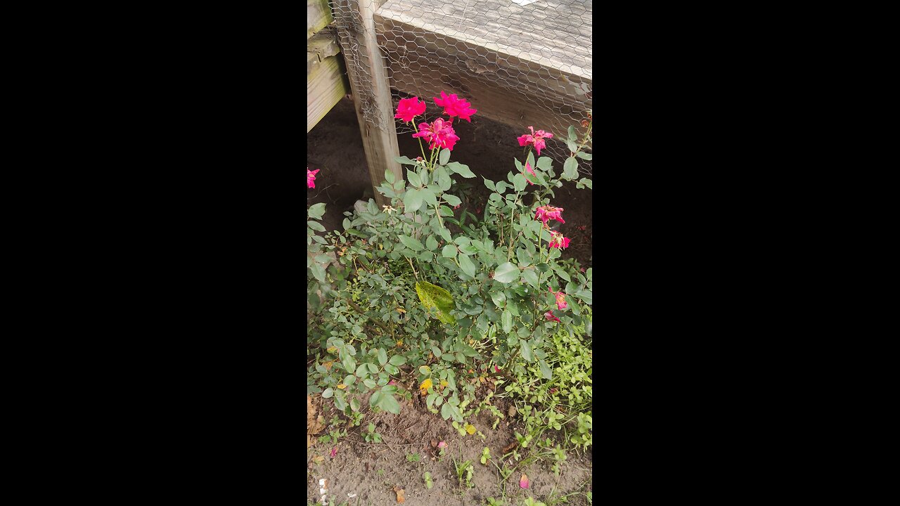 You eat Roses? You should!