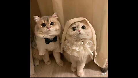 Cats and Their Playful Tricks!