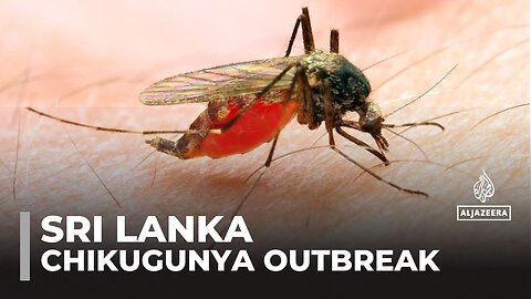 Sri Lanka faces worst Chikungunya outbreak in 20 years as climate change fuels mosquito spread