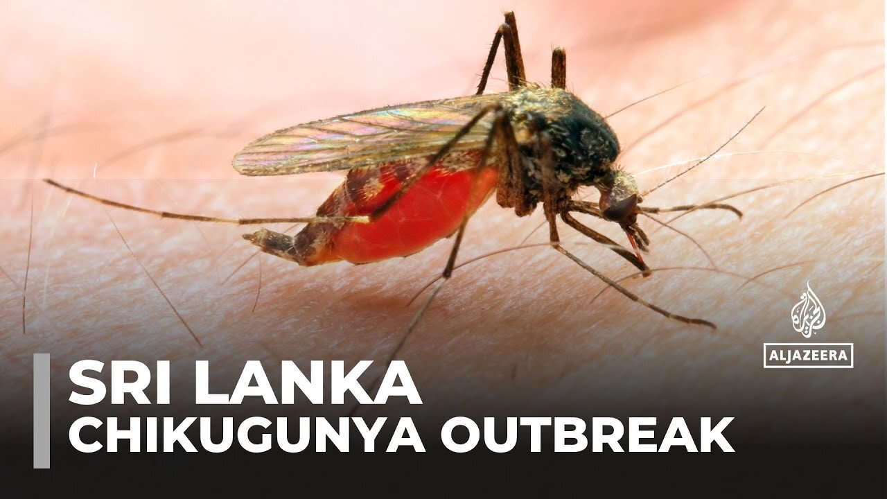 Sri Lanka faces worst Chikungunya outbreak in 20 years as climate change fuels mosquito spread