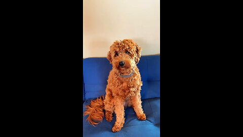 Dog Spells LOVE With Her Human | Cute Goldendoodle Moment 🐾❤️