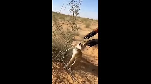 Every action matters: animal rescued just in time