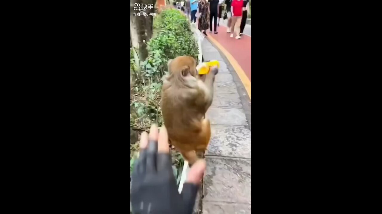 Funny monkey