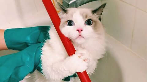 Funniest Cat Videos TO KICK START YOUR DAY - Funny Pet Reaction