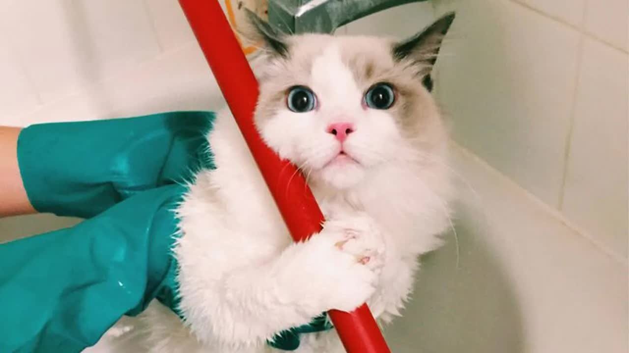 Funniest Cat Videos TO KICK START YOUR DAY - Funny Pet Reaction