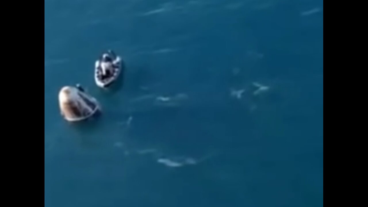 🐬 Dolphins Welcomed SpaceX Crew-9 at Splashdown 🐬 5 minute clip