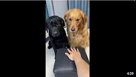 Funny animals - Funny cats / dogs - Funny animal videos / Best videos