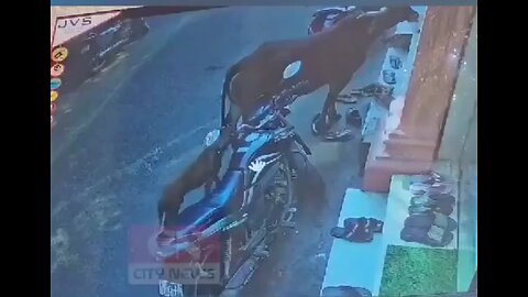 Mad Dog bite cow man beat the mad dog then one man defend mad dog then mad dog bite😮