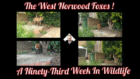 A Ninety-Third Week In Wildlife - The West Norwood Foxes !