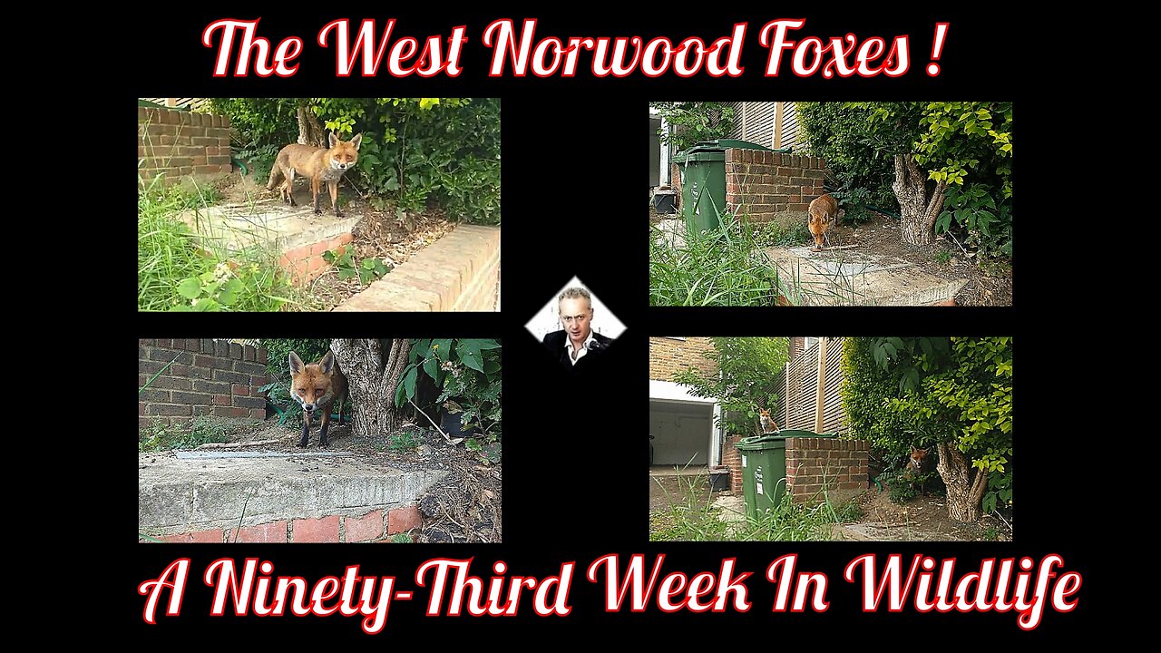 A Ninety-Third Week In Wildlife - The West Norwood Foxes !