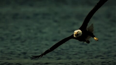 Eagles partially portray Freedom as some pictures partially carry the essence of Inspiration