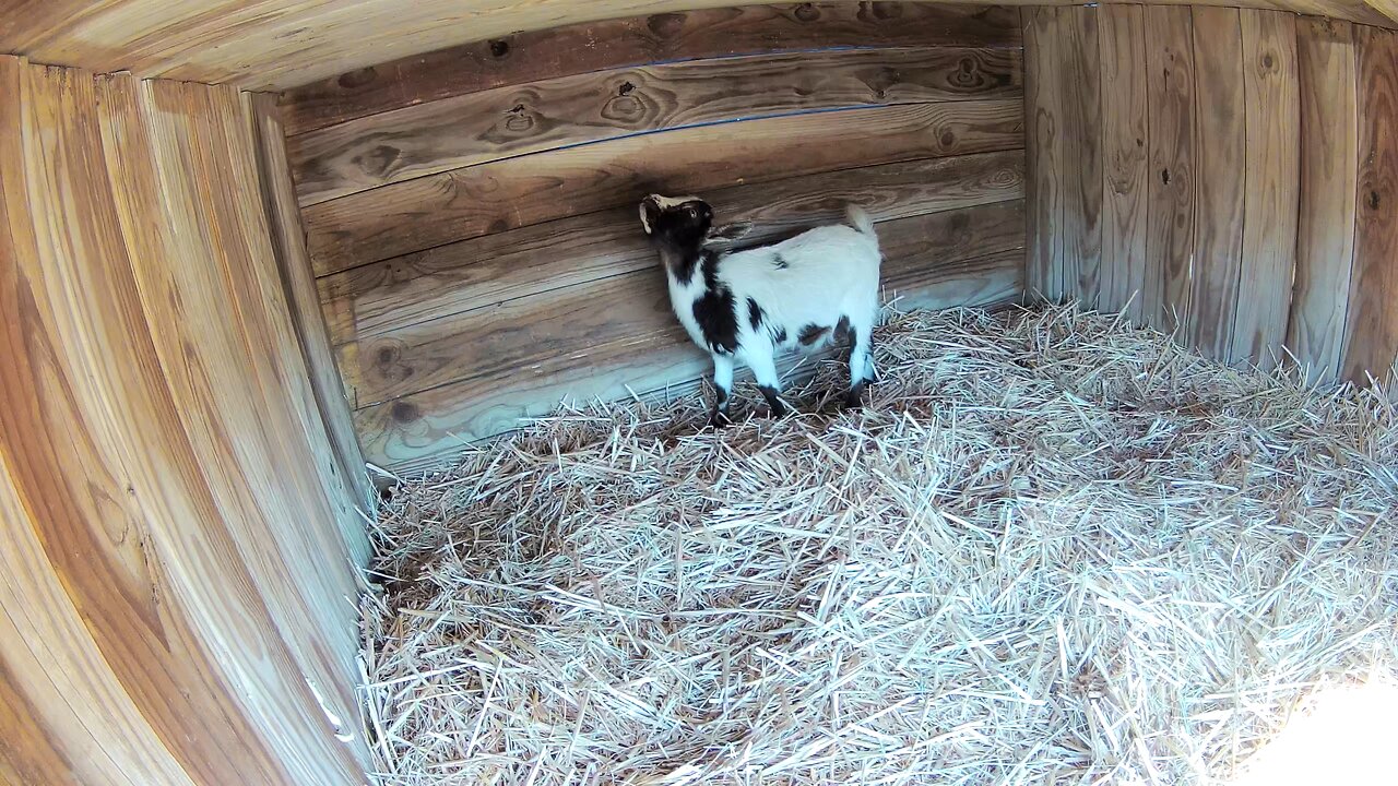 Mini goats getting comfy in the goat house