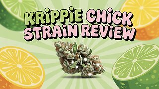 🔥 krippie chick strain review | jk distro | sweet citrus vibes 🍋🌿